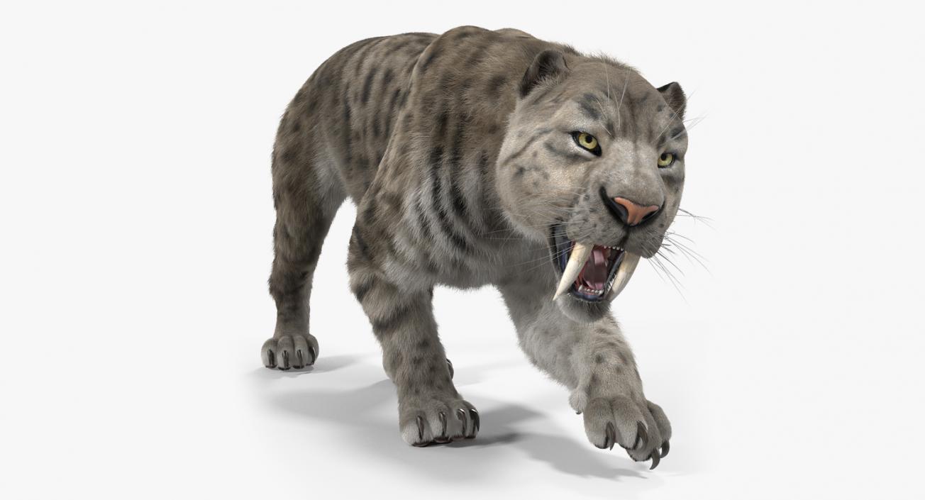 3D Arctic Saber Tooth Cat Rigged with Fur model