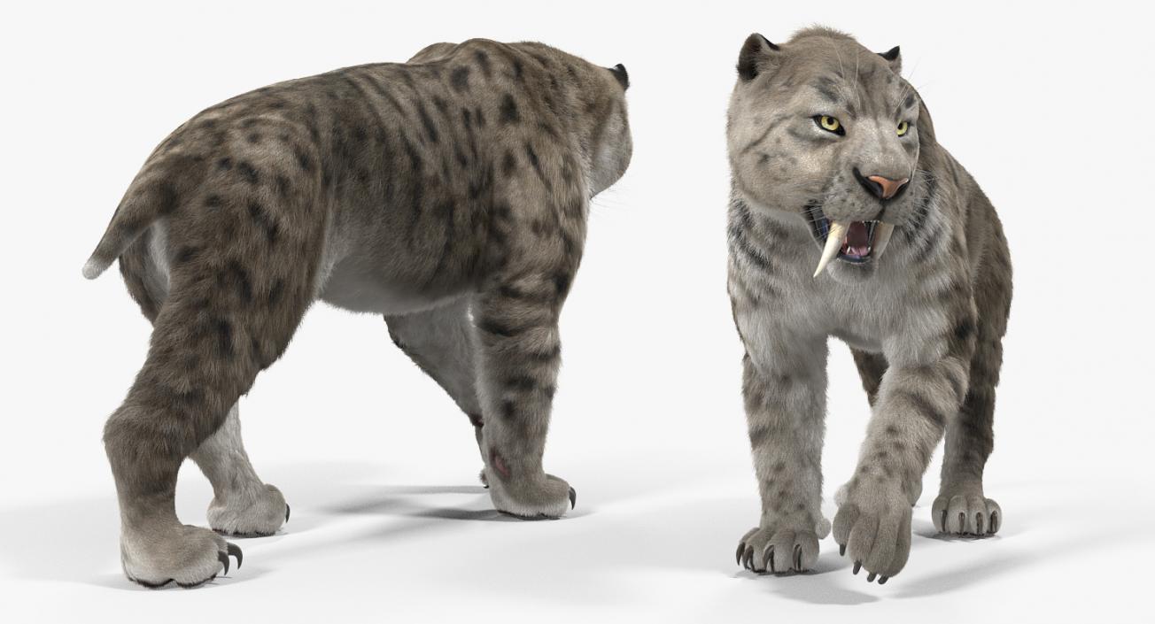 3D Arctic Saber Tooth Cat Rigged with Fur model