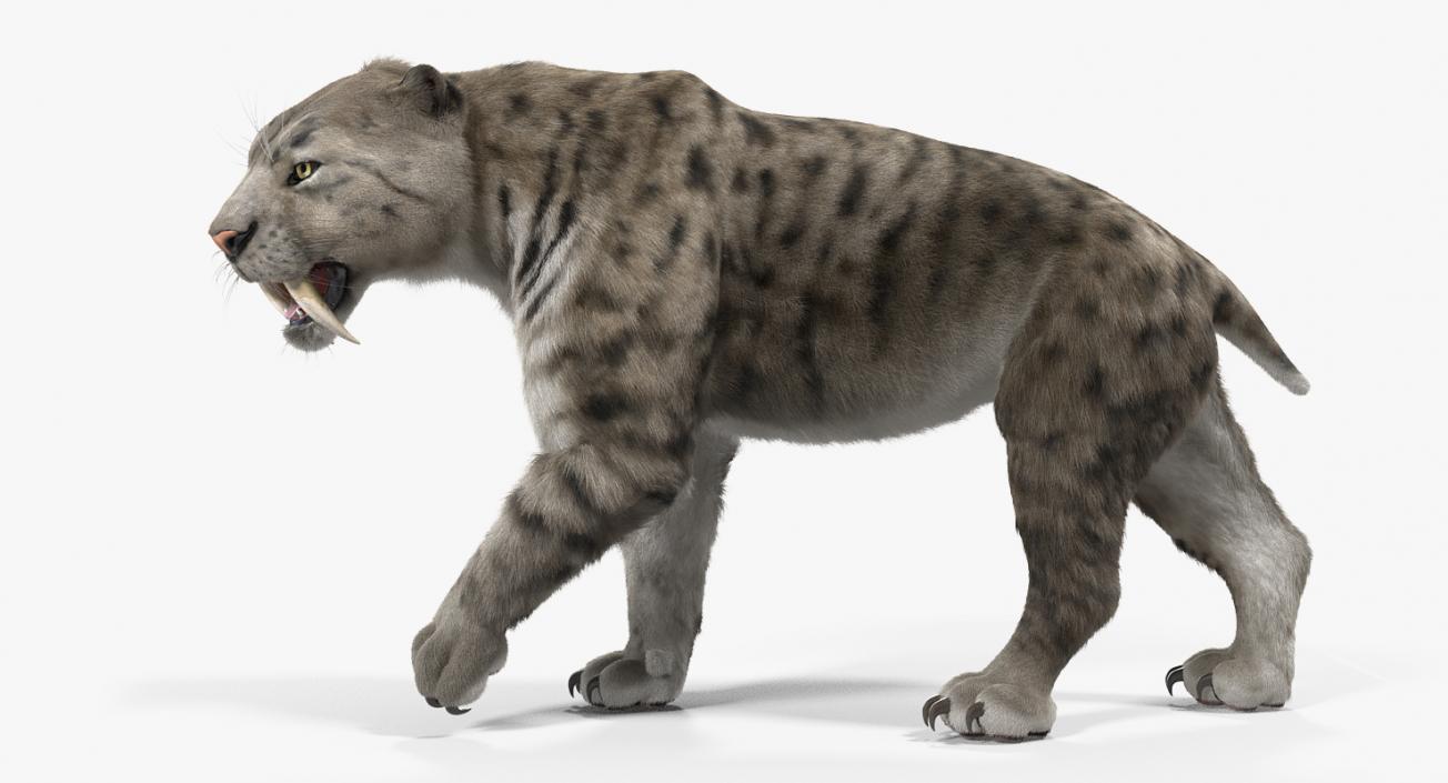 3D Arctic Saber Tooth Cat Rigged with Fur model