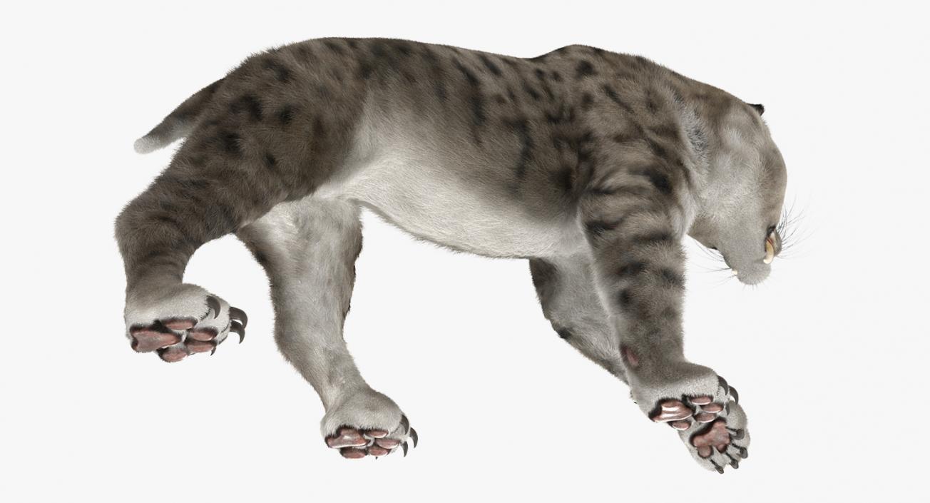 3D Arctic Saber Tooth Cat Rigged with Fur model