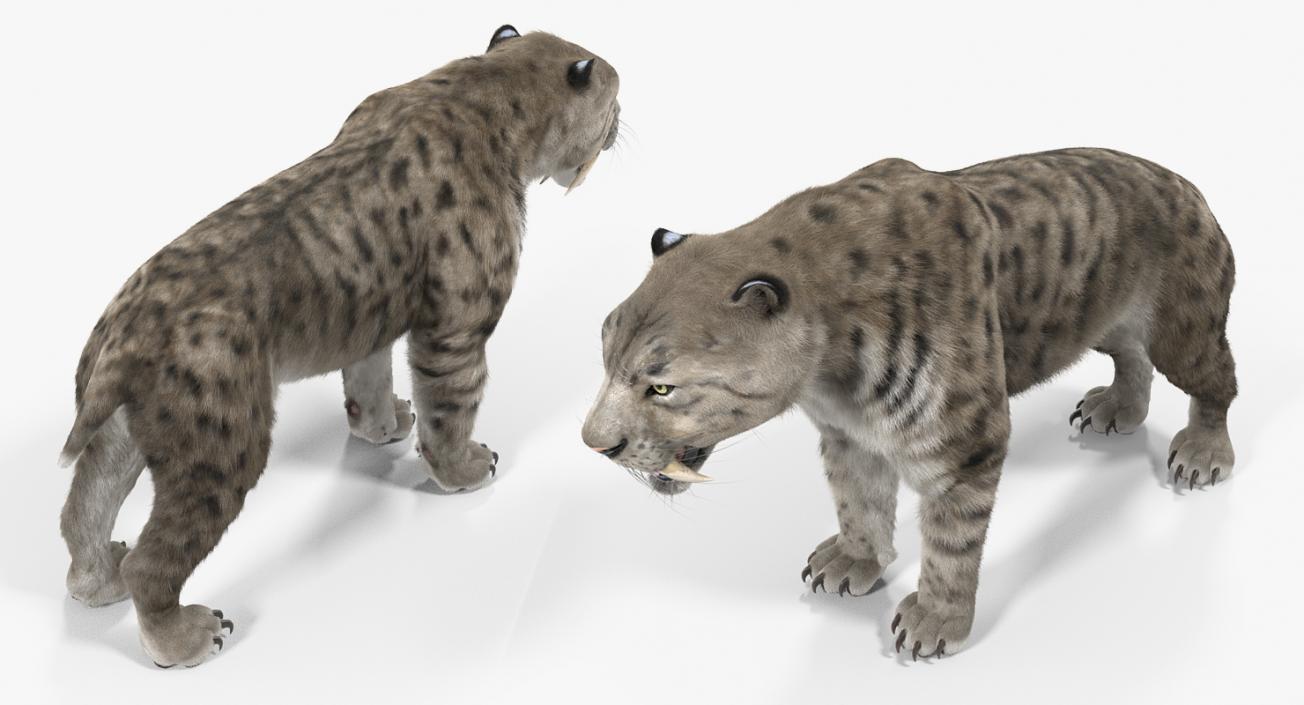 3D Arctic Saber Tooth Cat Rigged with Fur model