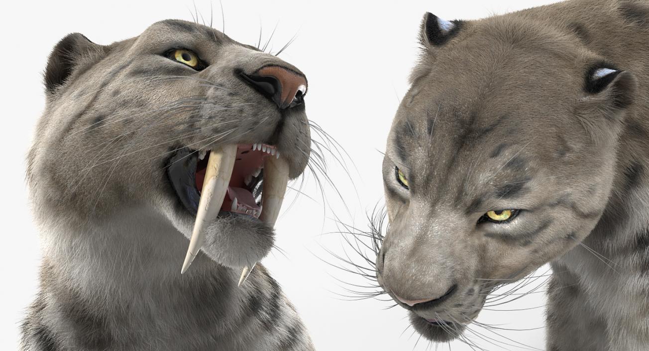 3D Arctic Saber Tooth Cat Rigged with Fur model