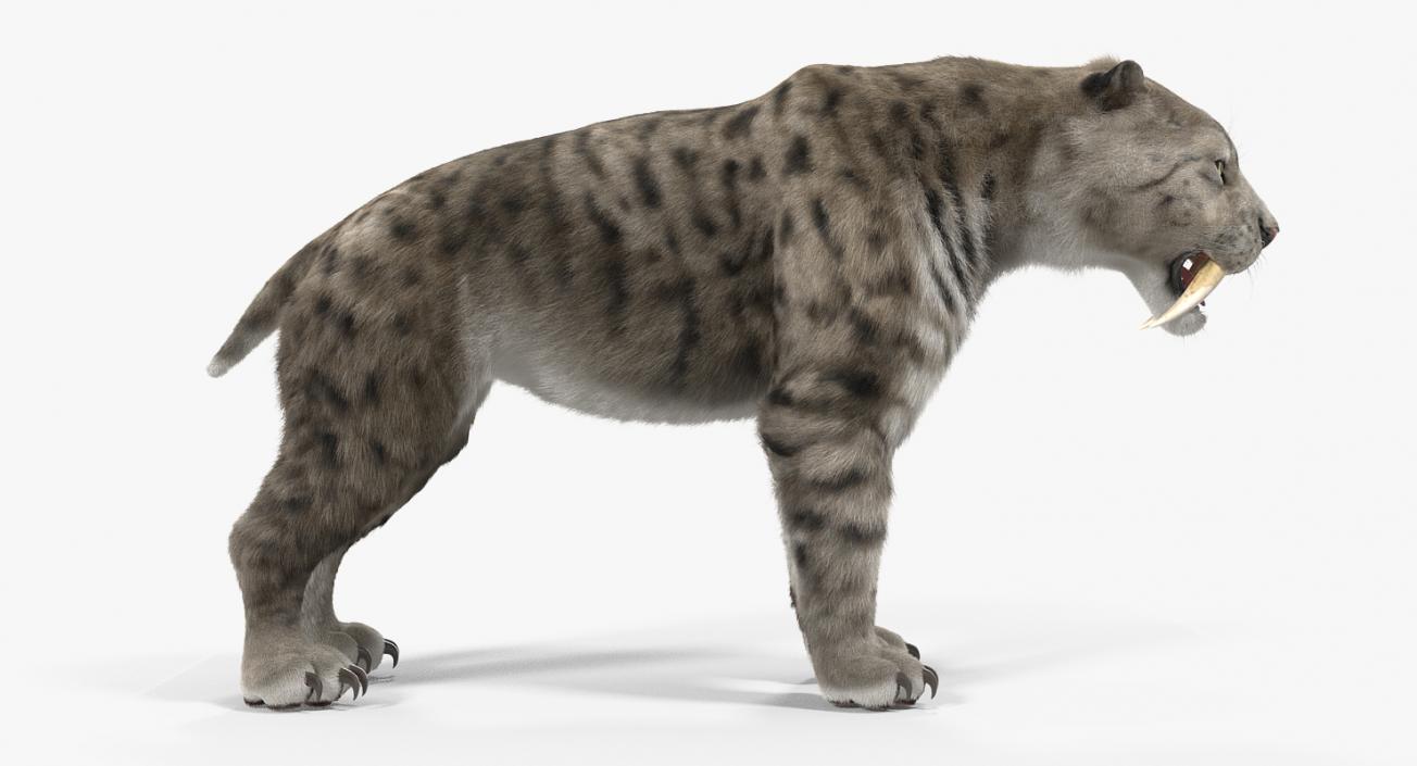 3D Arctic Saber Tooth Cat Rigged with Fur model