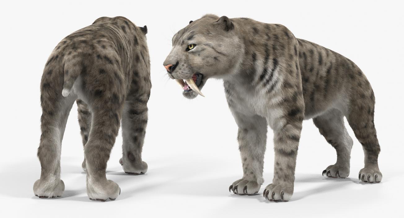 3D Arctic Saber Tooth Cat Rigged with Fur model