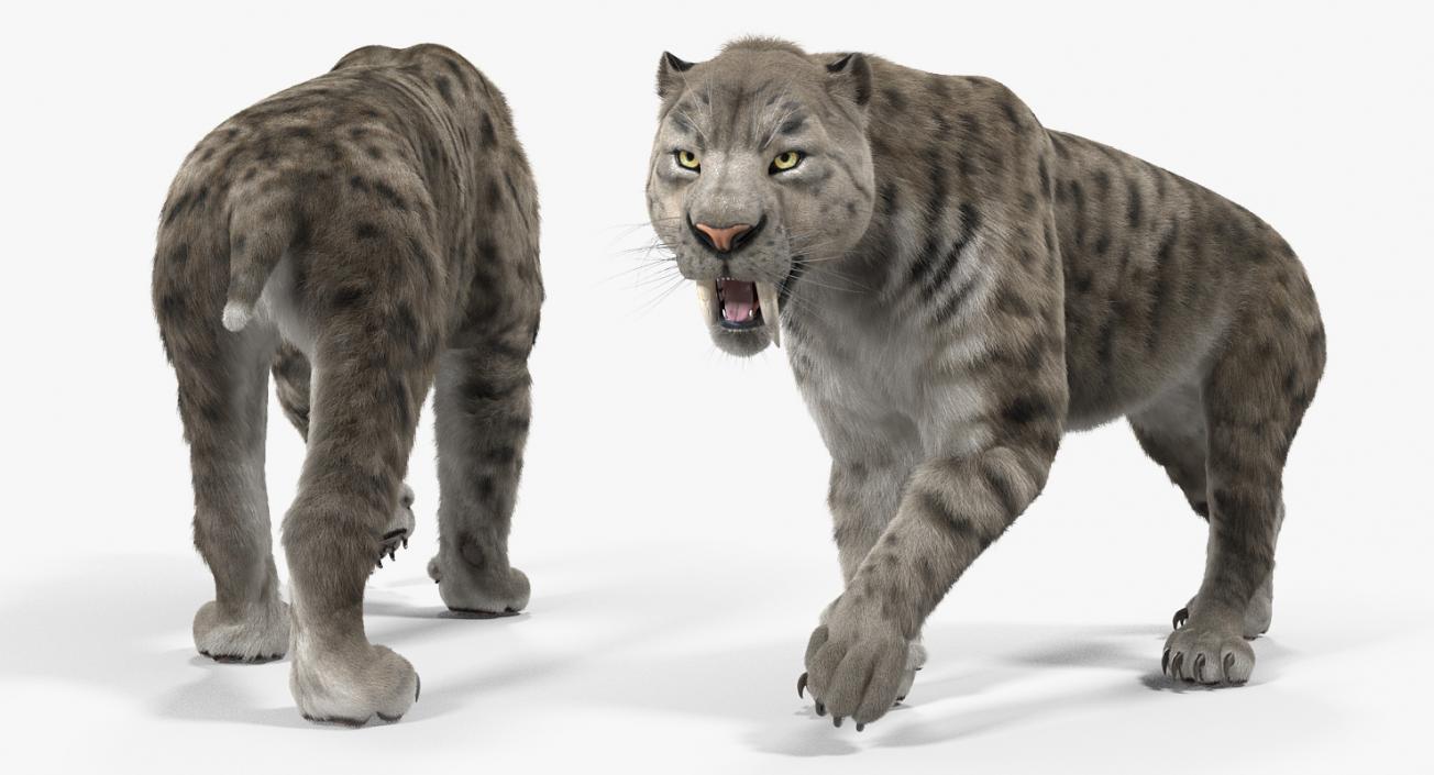 3D Arctic Saber Tooth Cat Rigged with Fur model