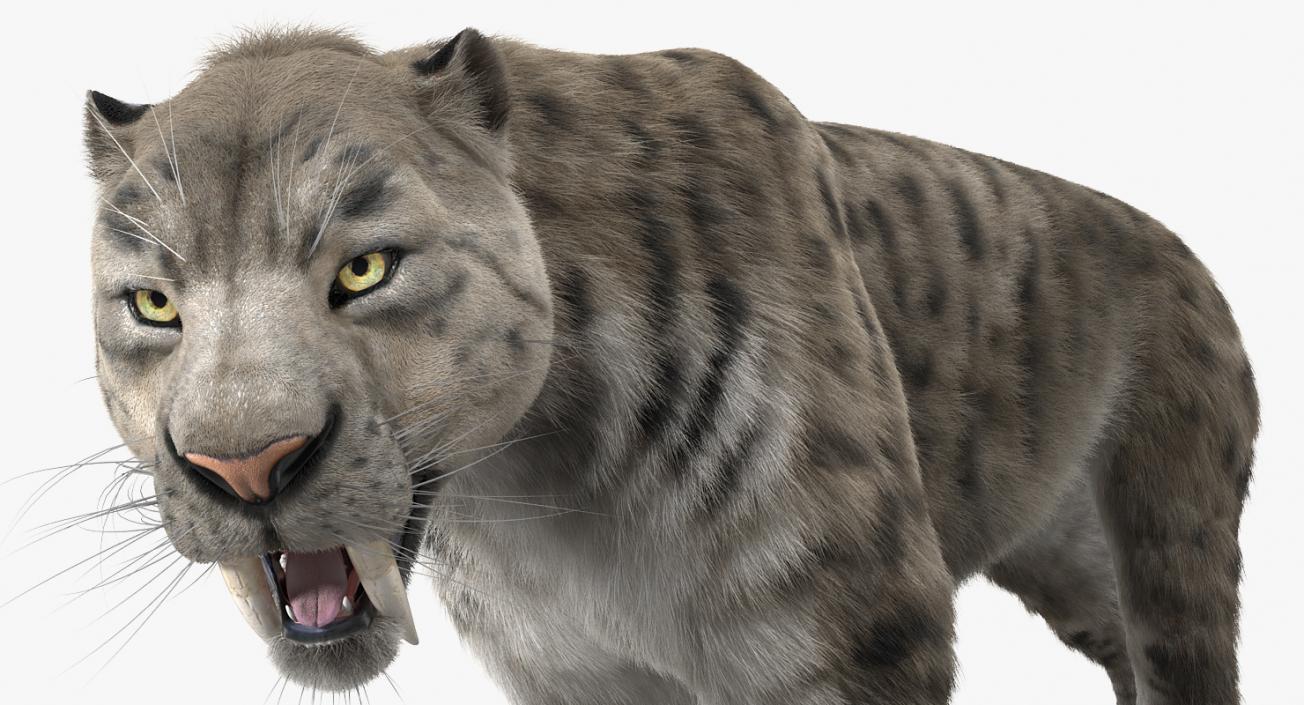 3D Arctic Saber Tooth Cat Rigged with Fur model