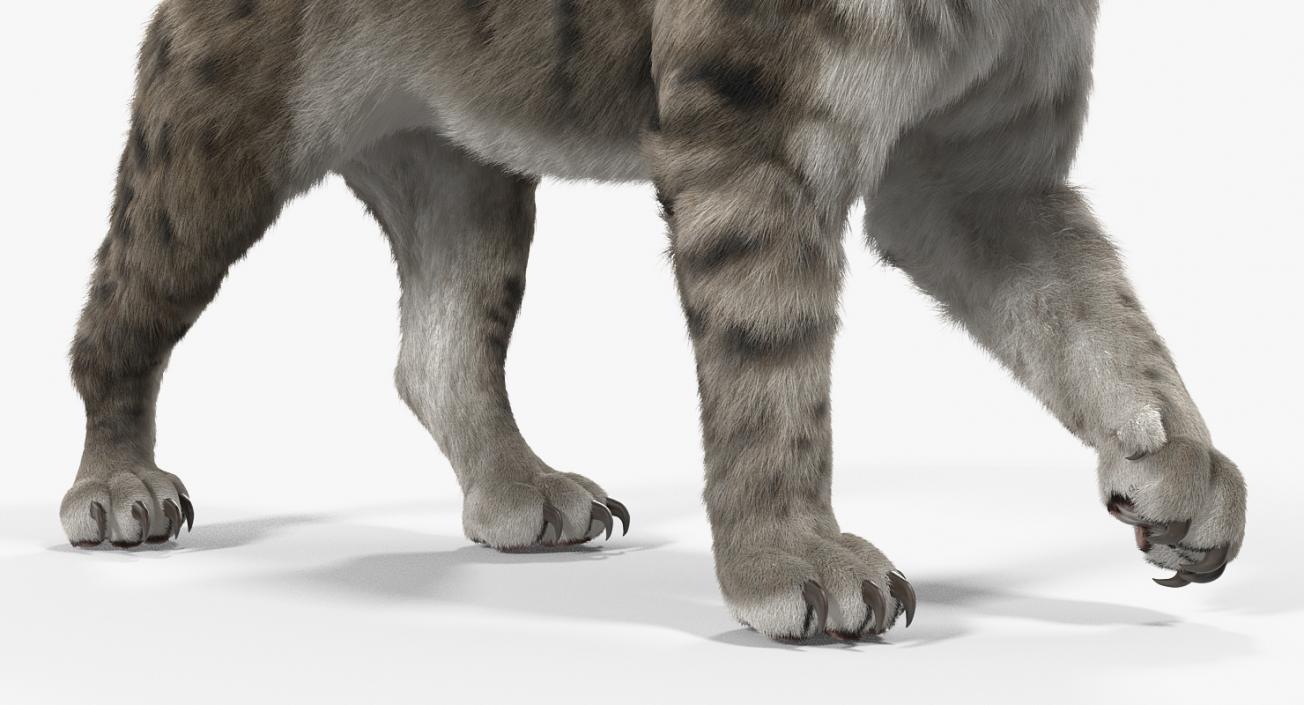 3D Arctic Saber Tooth Cat Rigged with Fur model