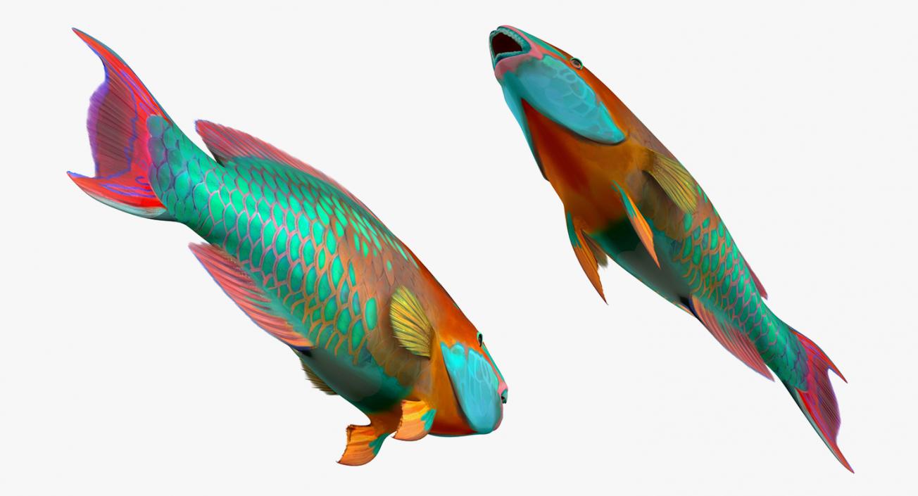 3D model Coral Fishes 3D Models Collection 3