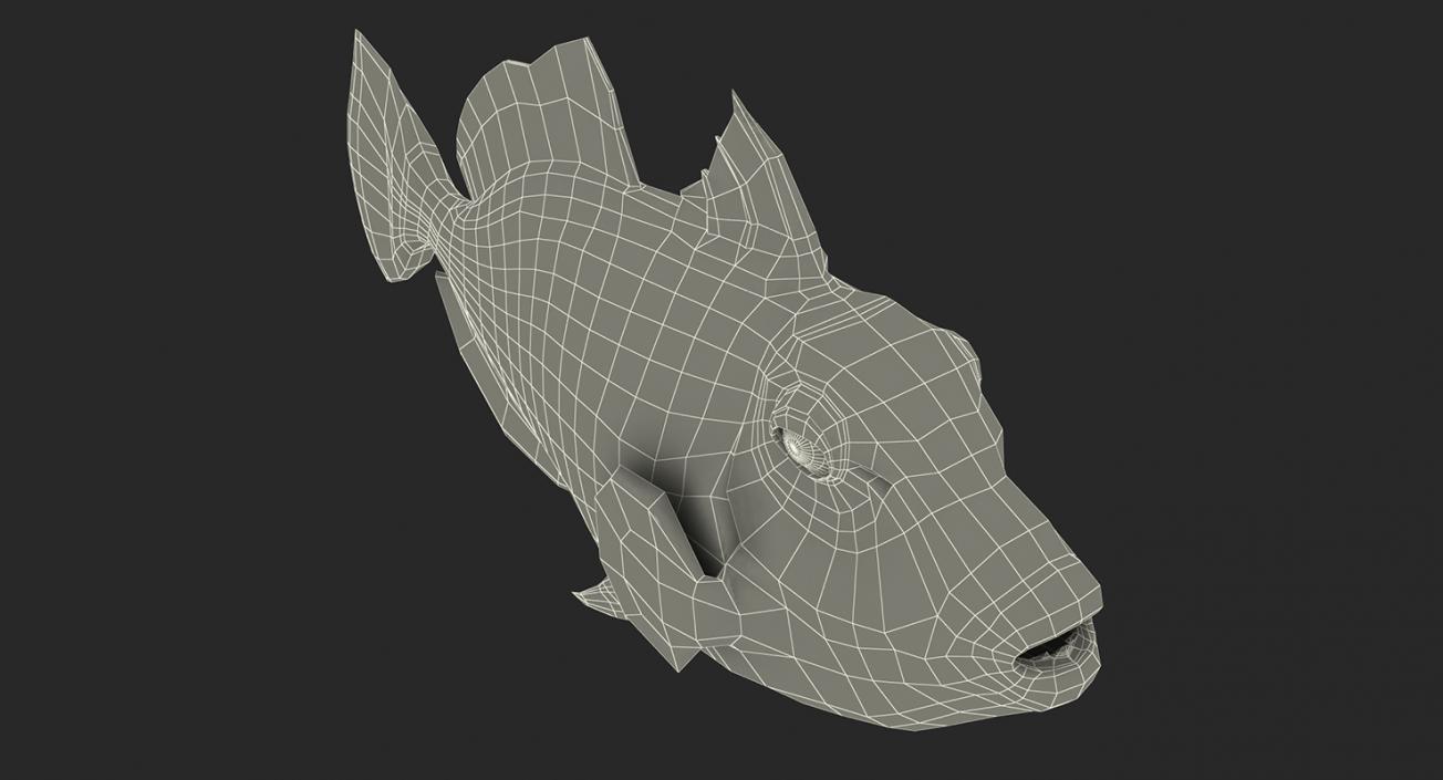 3D model Coral Fishes 3D Models Collection 3