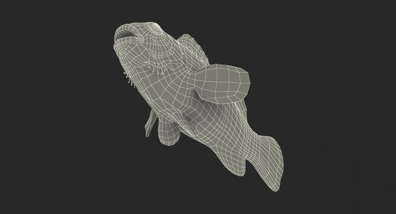 3D model Coral Fishes 3D Models Collection 3