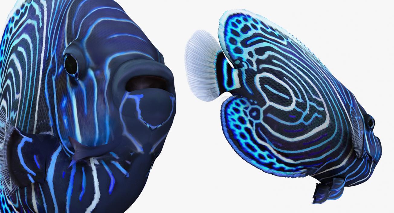 3D model Coral Fishes 3D Models Collection 3