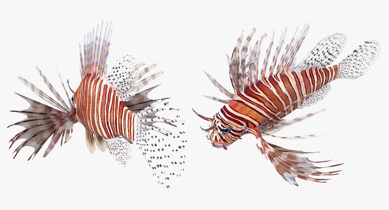 3D model Coral Fishes 3D Models Collection 3