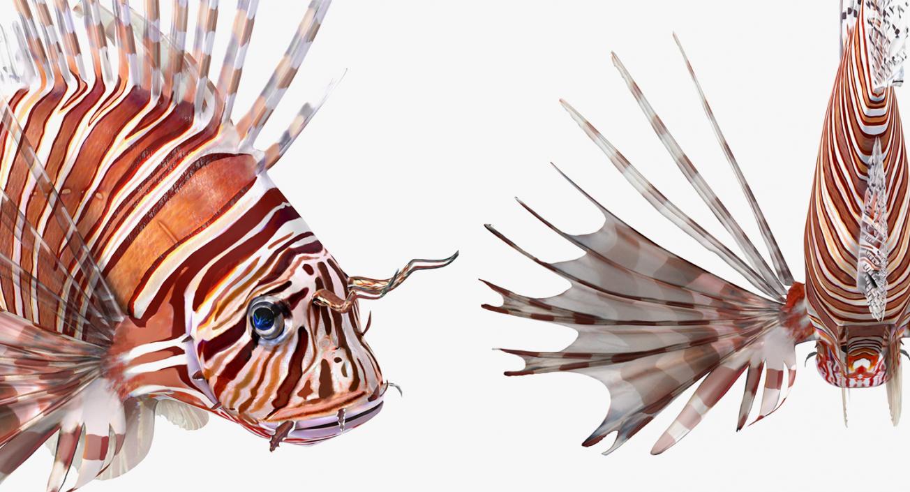 3D model Coral Fishes 3D Models Collection 3