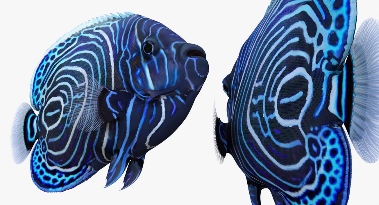 3D model Coral Fishes 3D Models Collection 3