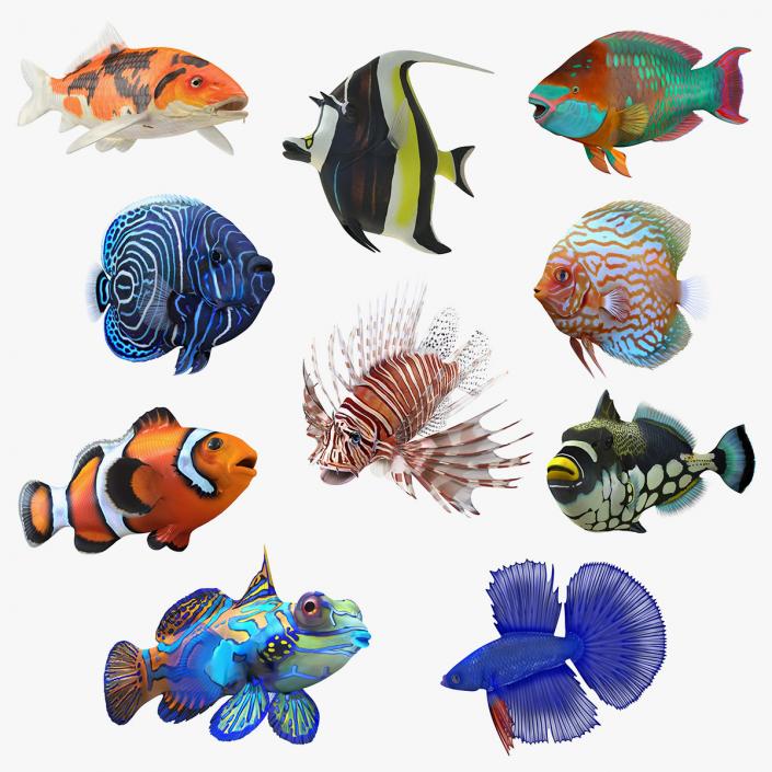 3D model Coral Fishes 3D Models Collection 3