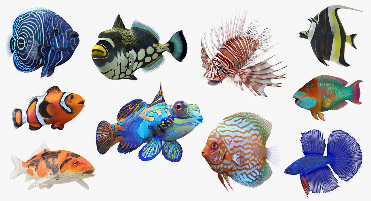 3D model Coral Fishes 3D Models Collection 3