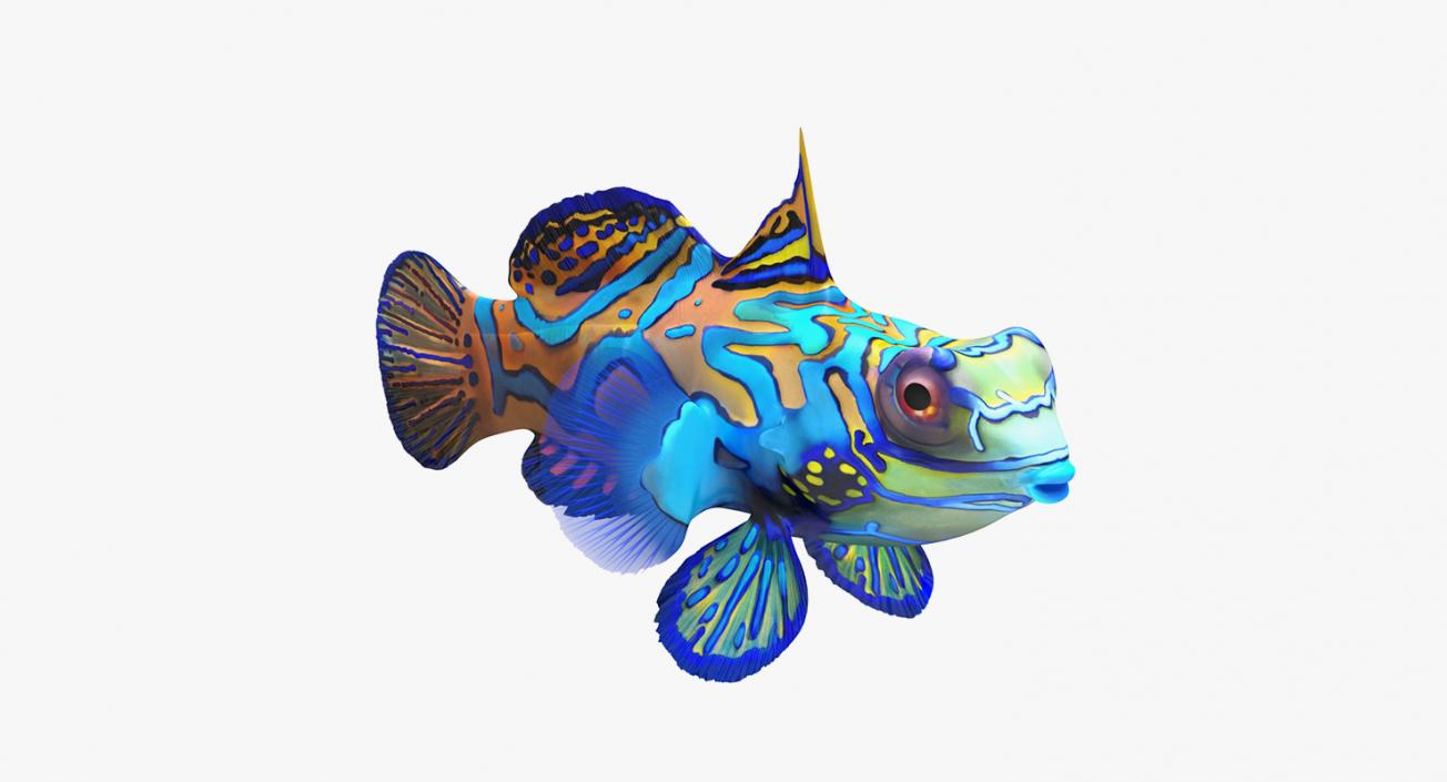 3D model Coral Fishes 3D Models Collection 3