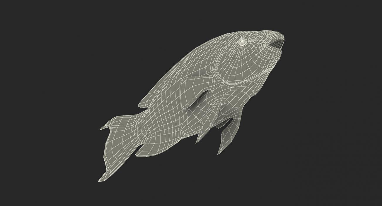 3D model Coral Fishes 3D Models Collection 3