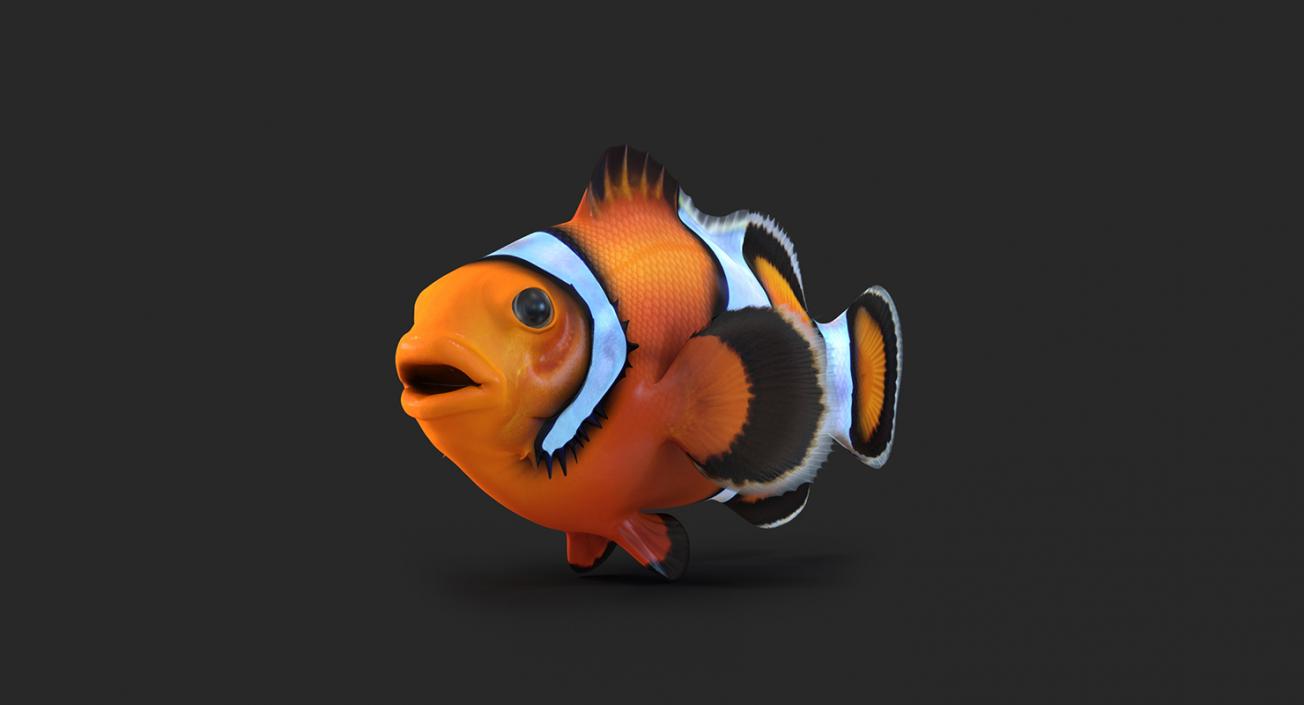 3D model Coral Fishes 3D Models Collection 3