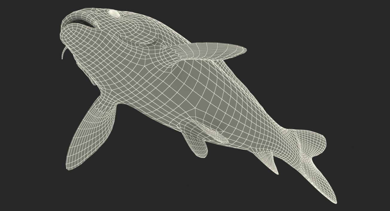 3D model Coral Fishes 3D Models Collection 3