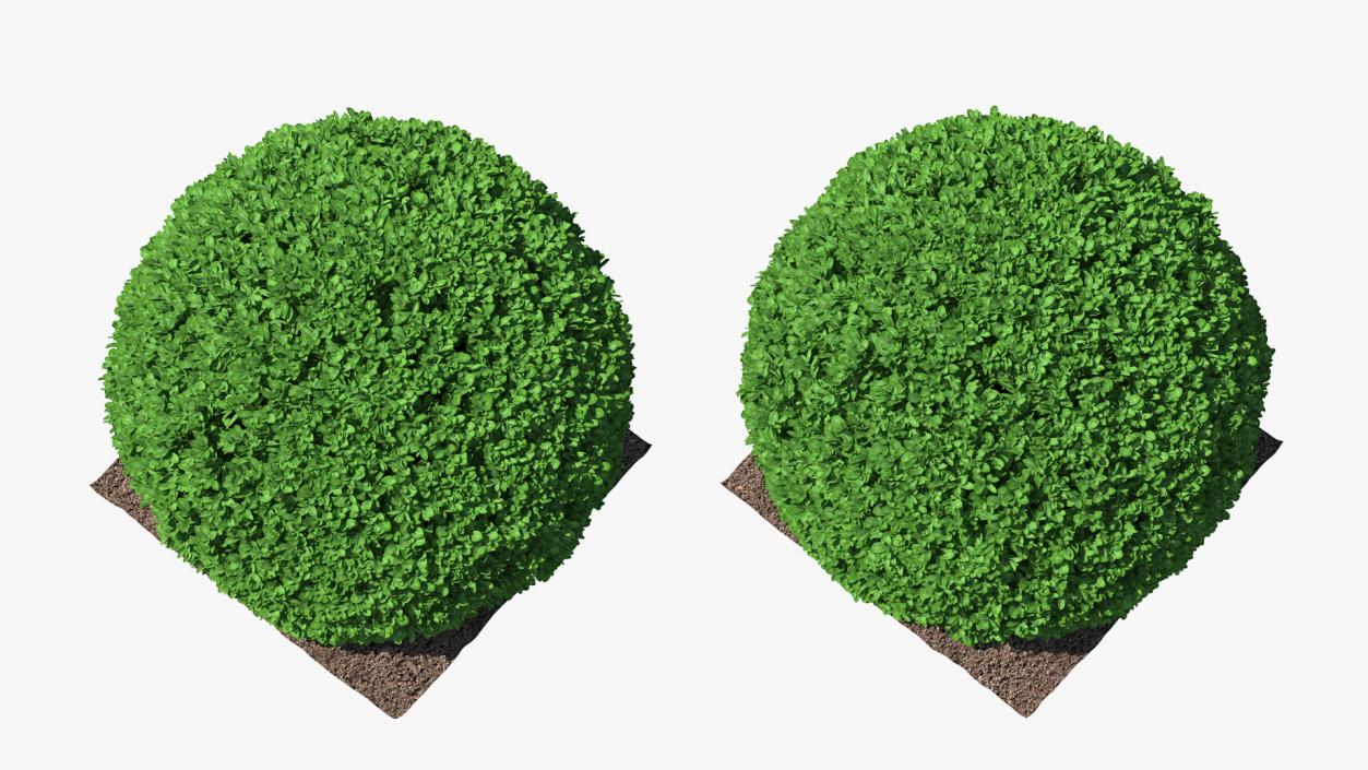 3D model Boxwood Round Shape Shrub