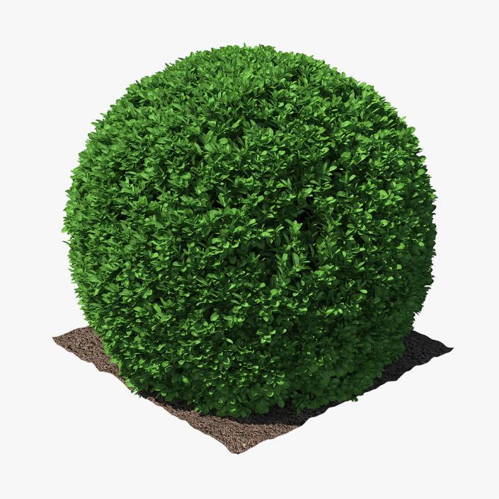 3D model Boxwood Round Shape Shrub