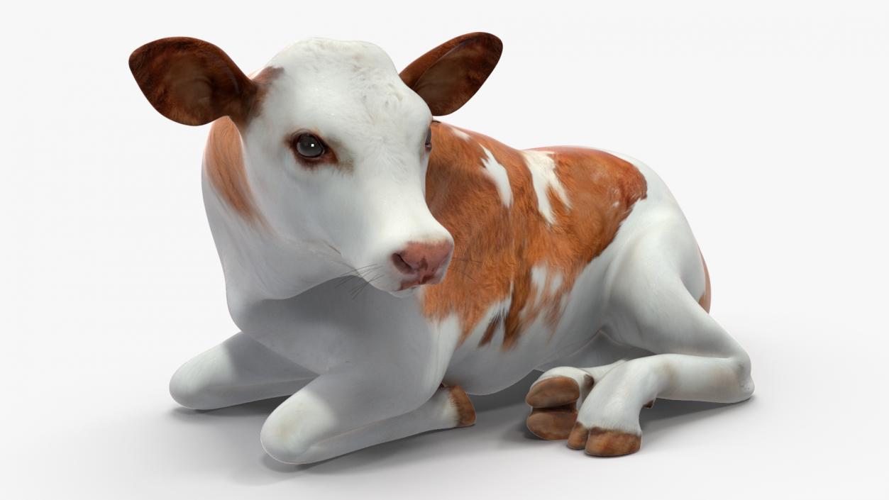 Cow Calf Rigged for Cinema 4D 3D model