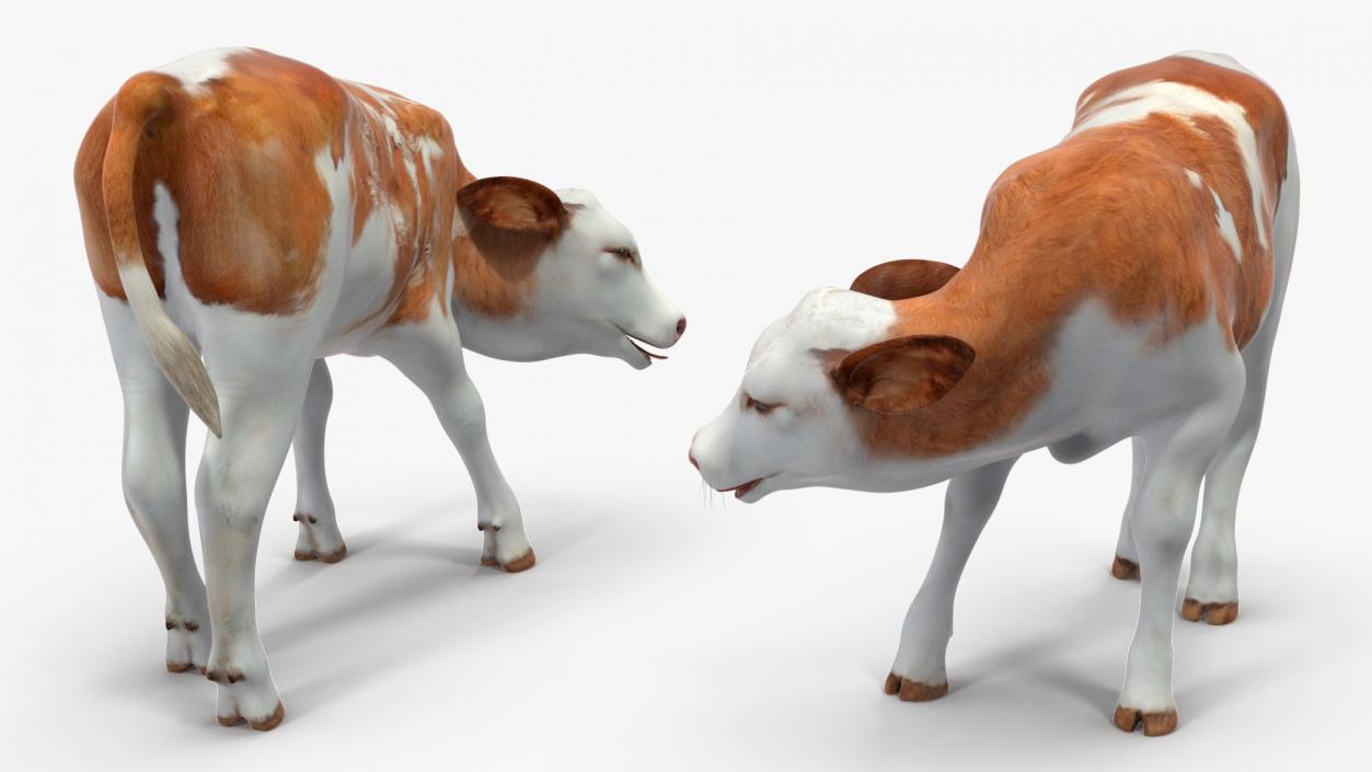 Cow Calf Rigged for Cinema 4D 3D model