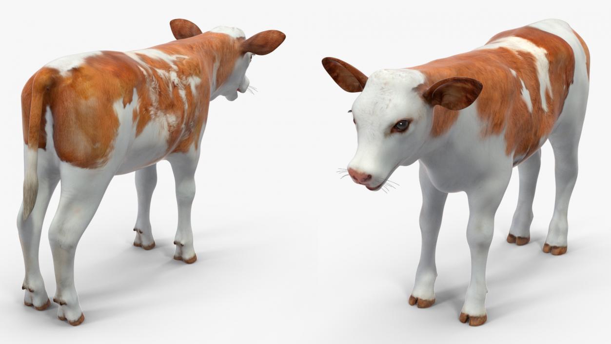 Cow Calf Rigged for Cinema 4D 3D model