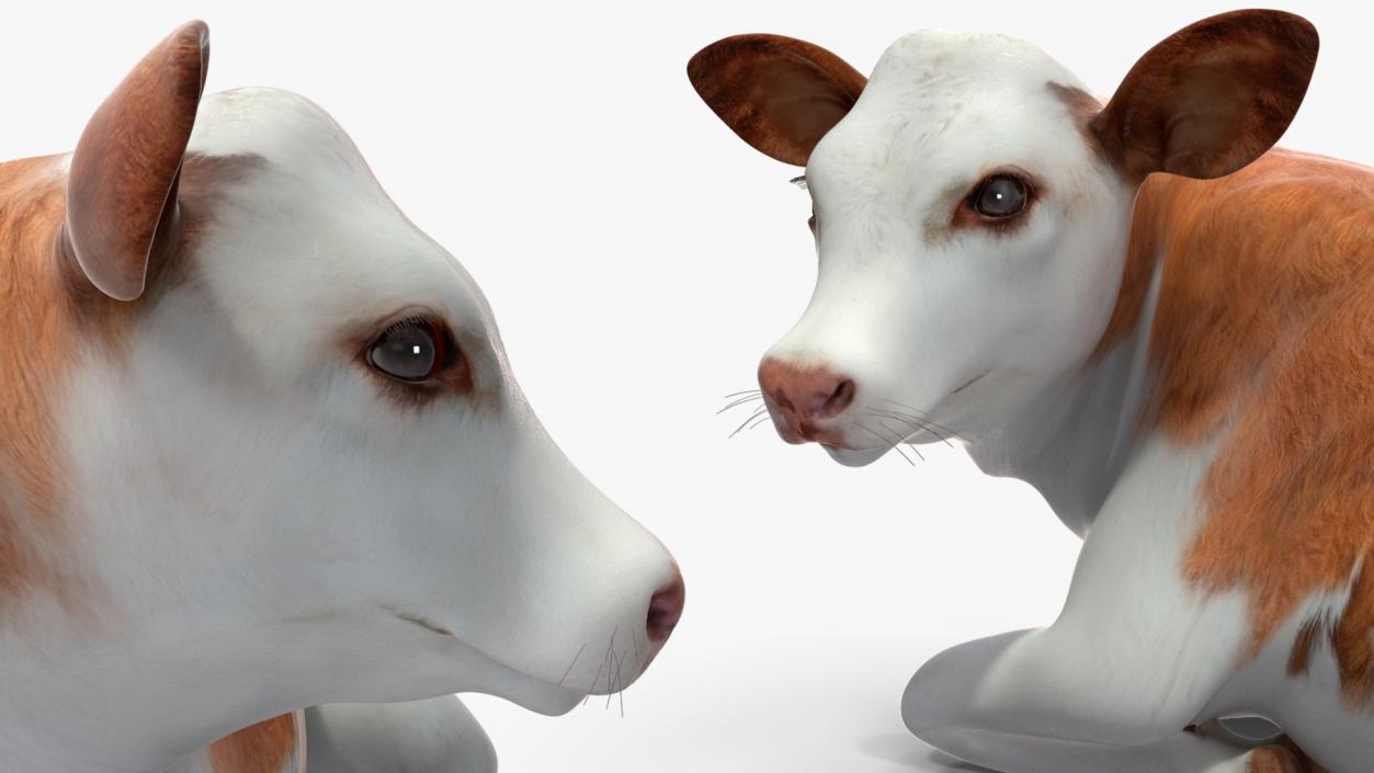 Cow Calf Rigged for Cinema 4D 3D model