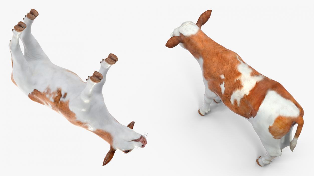 Cow Calf Rigged for Cinema 4D 3D model