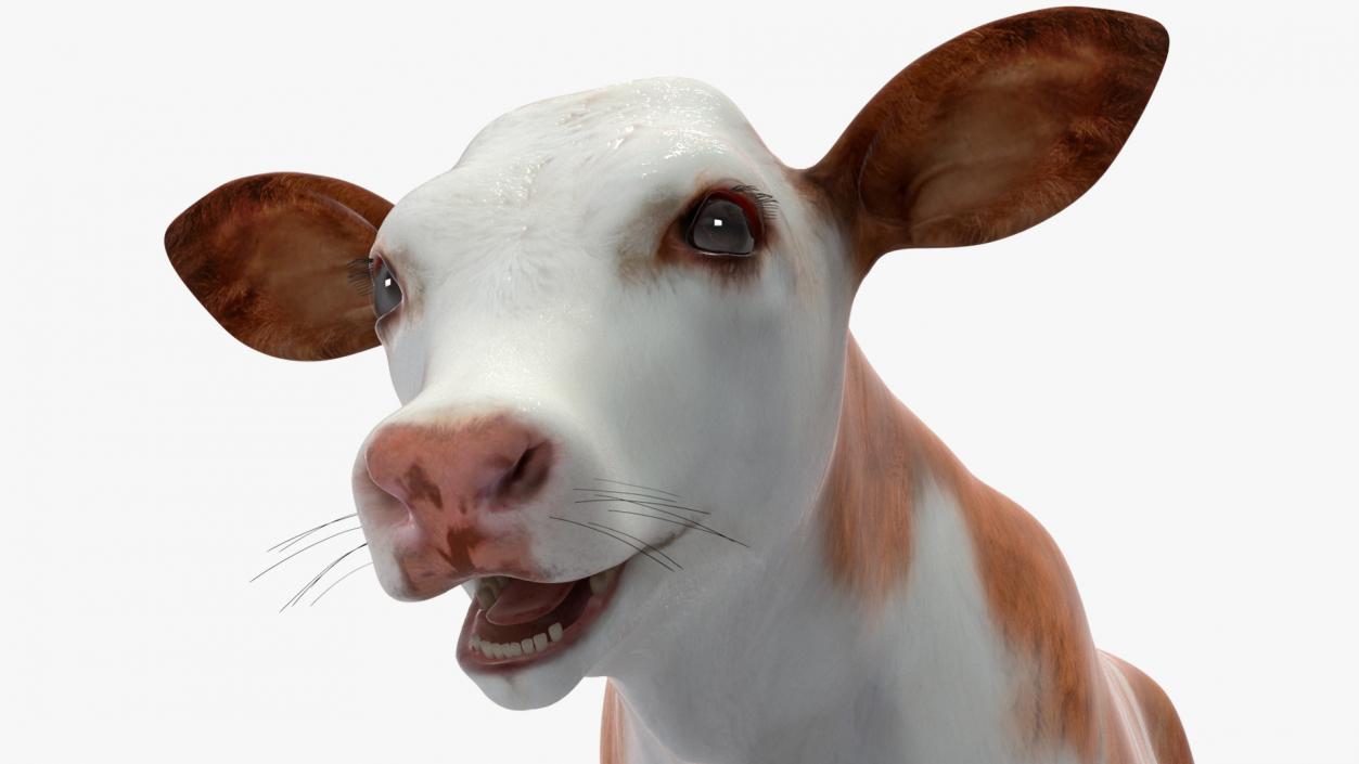 Cow Calf Rigged for Cinema 4D 3D model