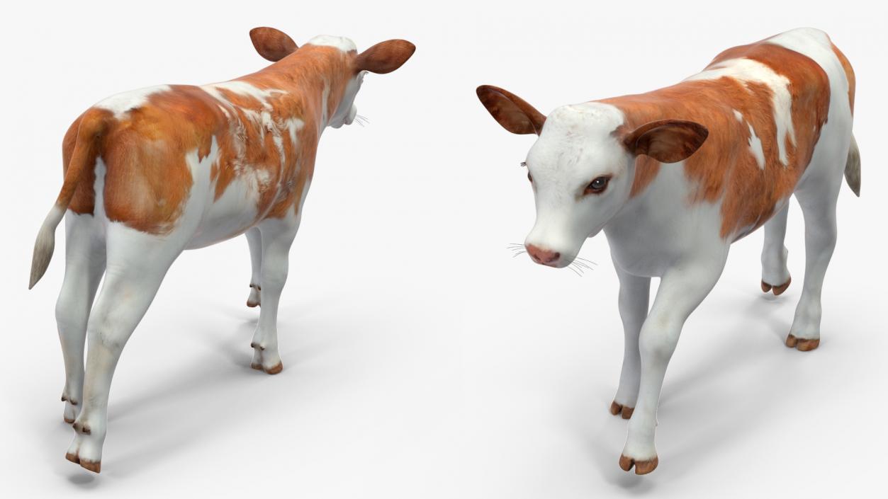 Cow Calf Rigged for Cinema 4D 3D model