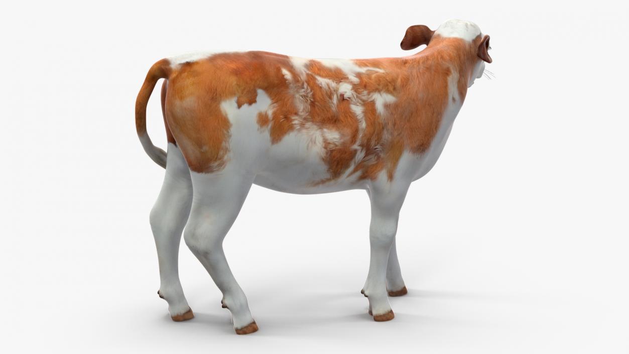 Cow Calf Rigged for Cinema 4D 3D model