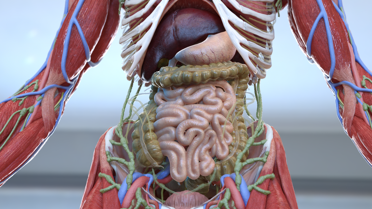 3D Complete Male and Female Body Anatomy Collection model