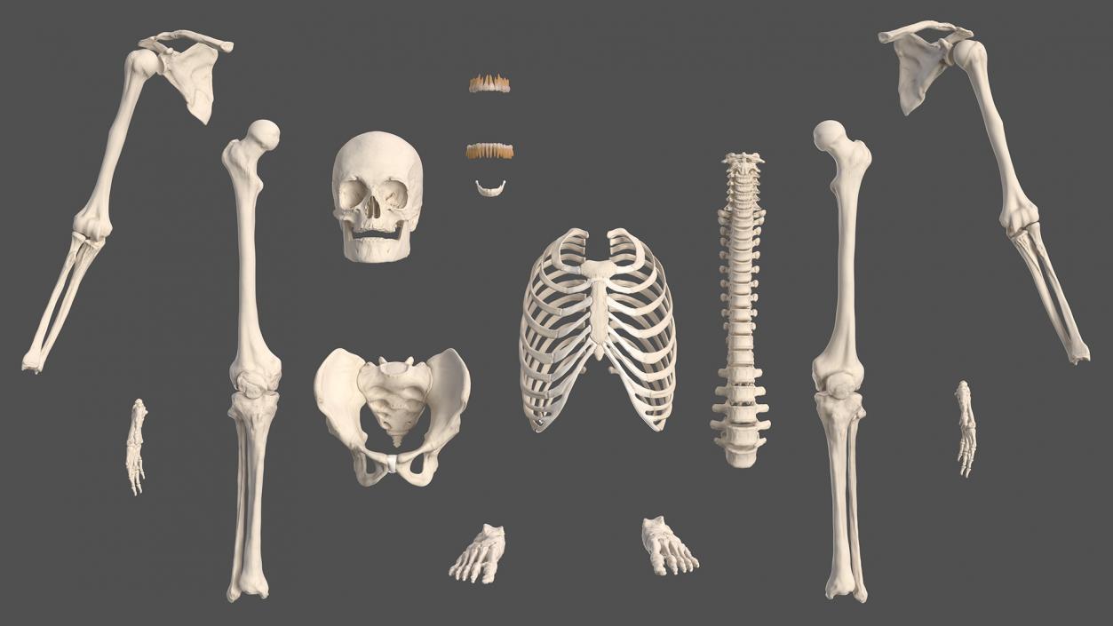 3D Complete Male and Female Body Anatomy Collection model