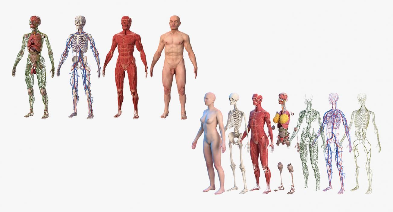 3D Complete Male and Female Body Anatomy Collection model