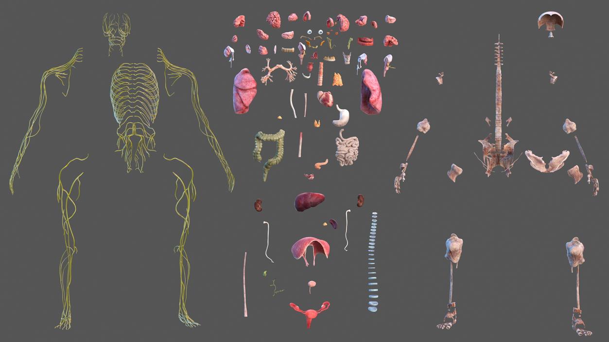 3D Complete Male and Female Body Anatomy Collection model