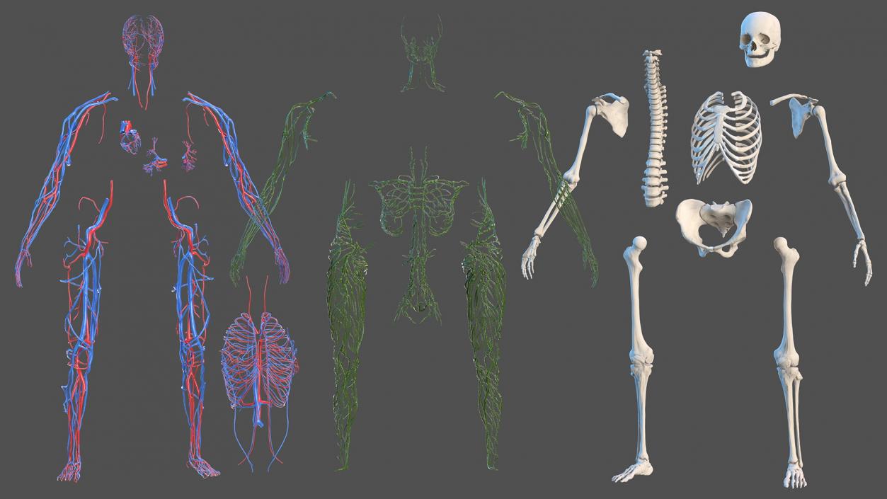 3D Complete Male and Female Body Anatomy Collection model