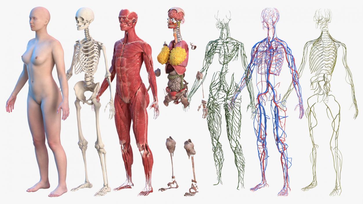 3D Complete Male and Female Body Anatomy Collection model