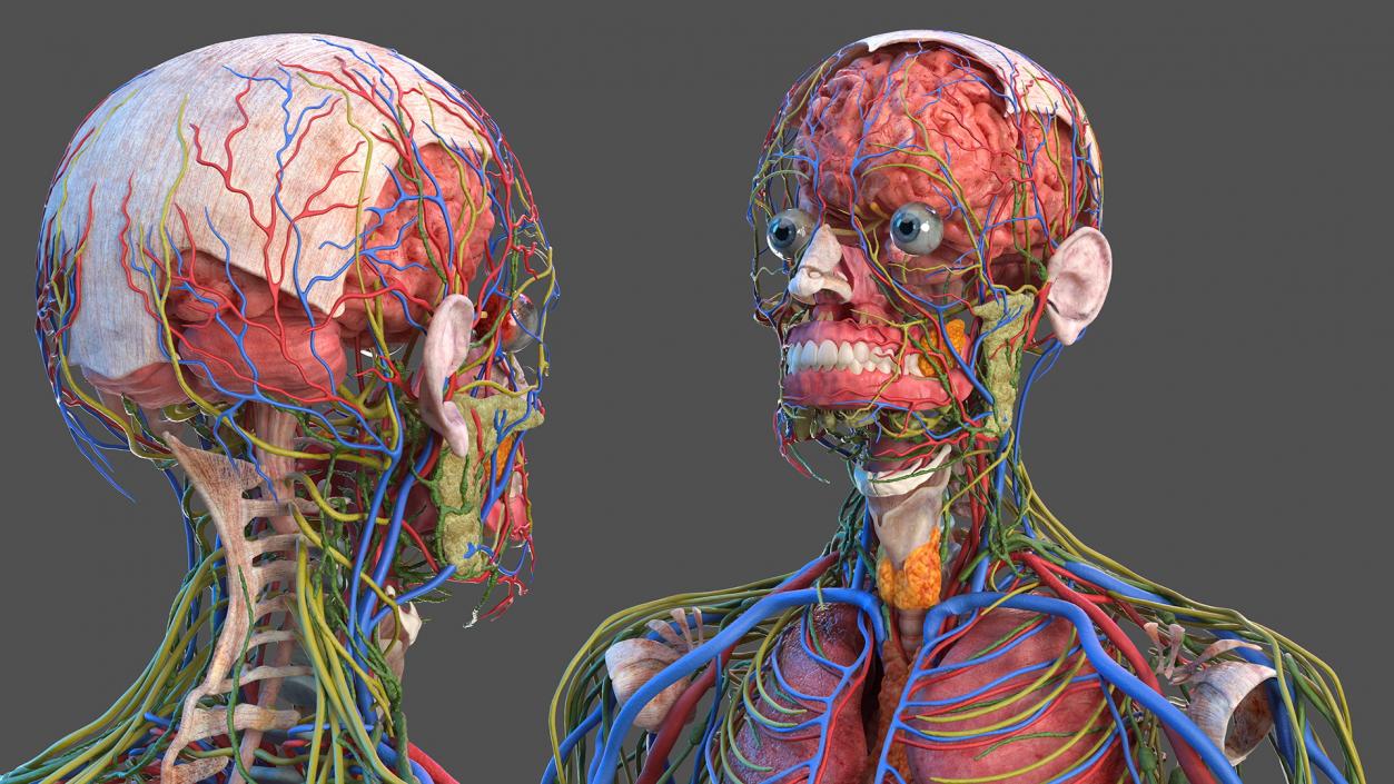 3D Complete Male and Female Body Anatomy Collection model