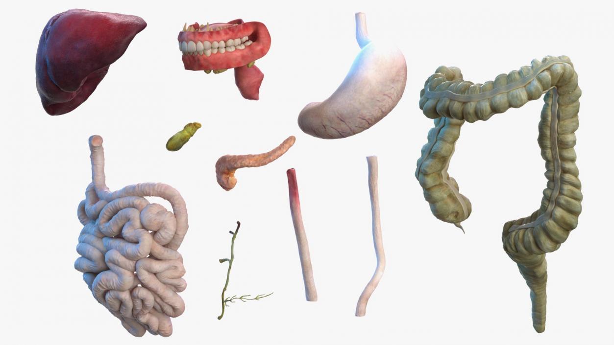 3D Complete Male and Female Body Anatomy Collection model