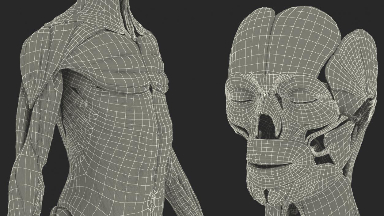 3D Complete Male and Female Body Anatomy Collection model