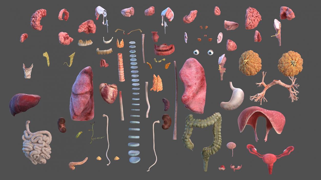 3D Complete Male and Female Body Anatomy Collection model