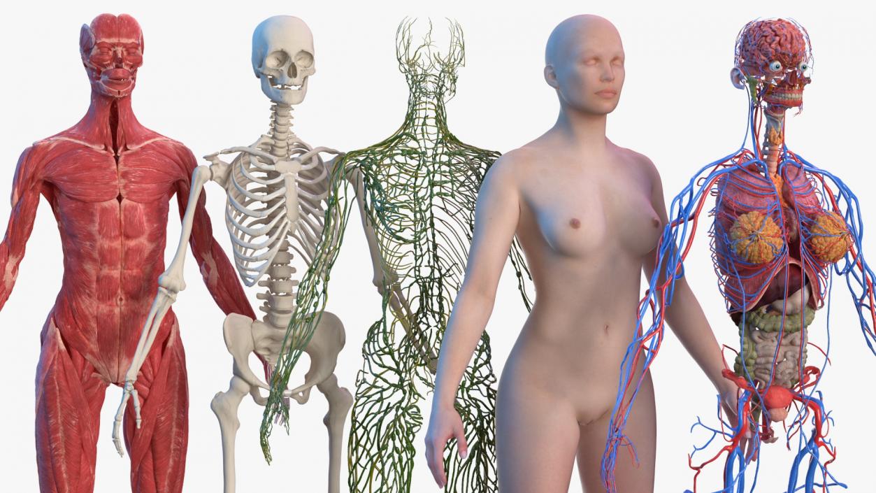 3D Complete Male and Female Body Anatomy Collection model