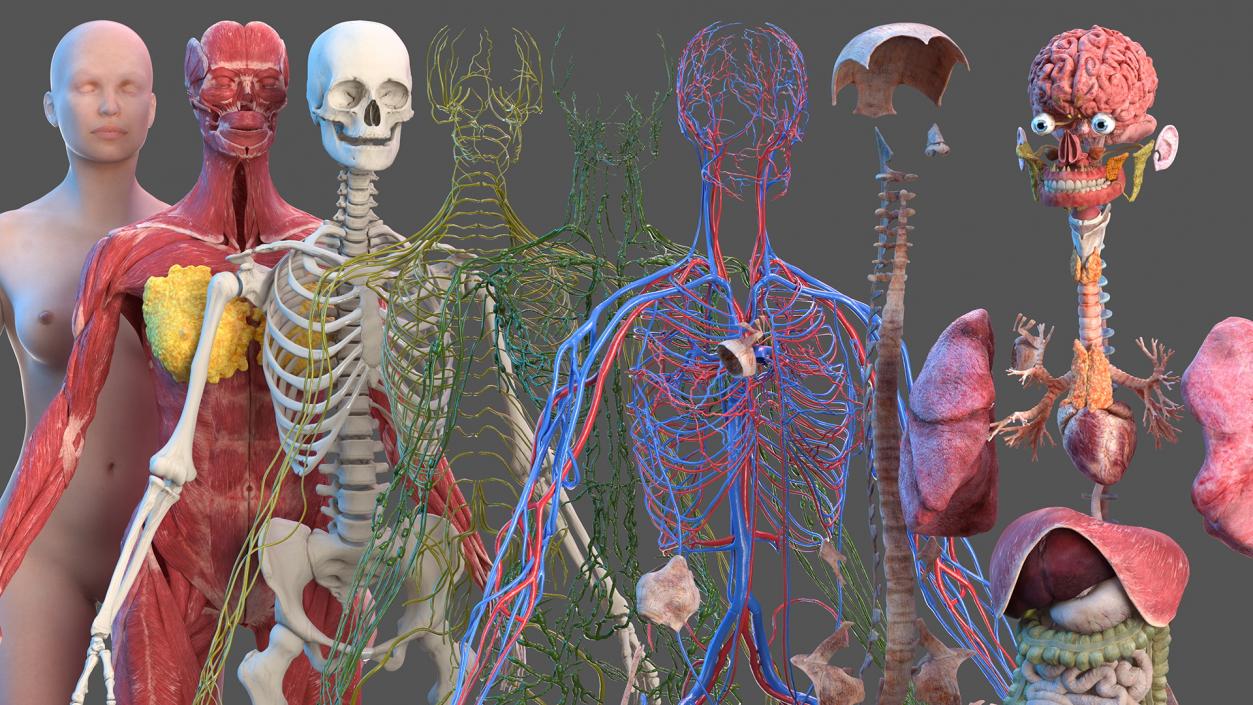 3D Complete Male and Female Body Anatomy Collection model