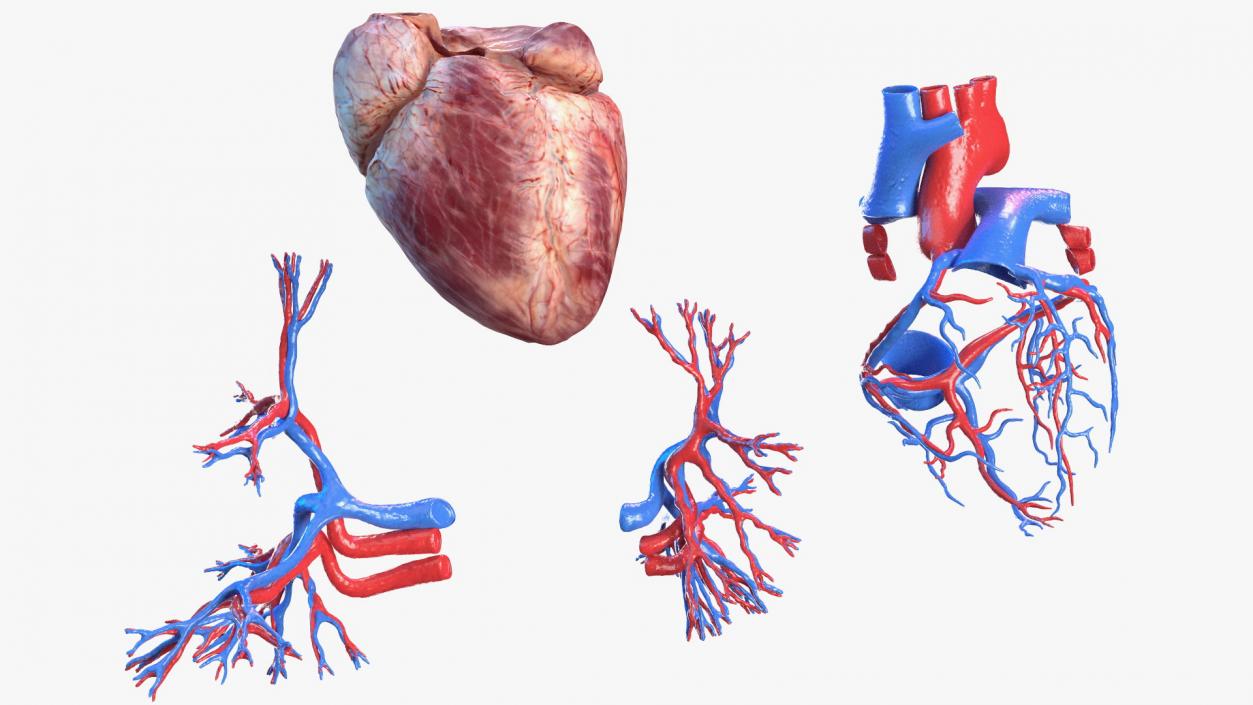 3D Complete Male and Female Body Anatomy Collection model