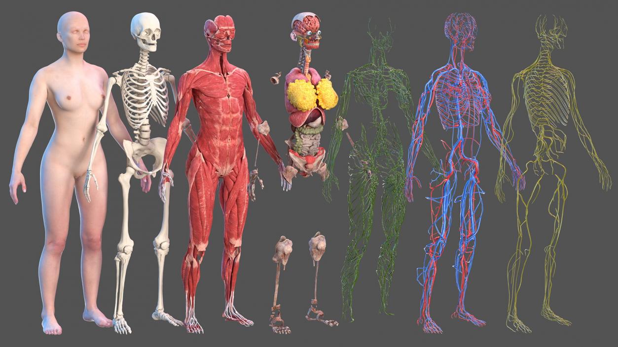 3D Complete Male and Female Body Anatomy Collection model