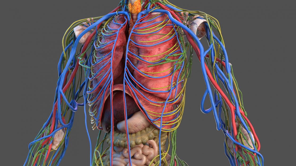 3D Complete Male and Female Body Anatomy Collection model