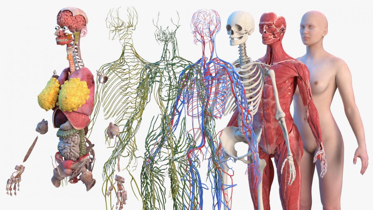 3D Complete Male and Female Body Anatomy Collection model